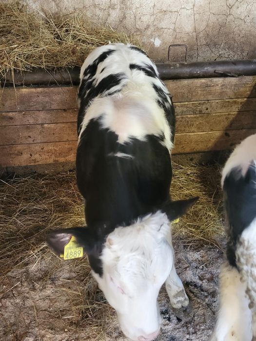 Vand doi vitei intarcati