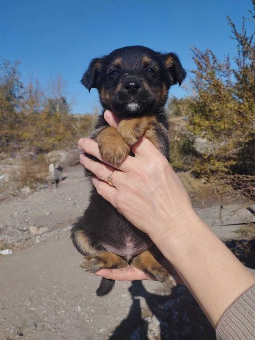 Щенкам нужен дом!