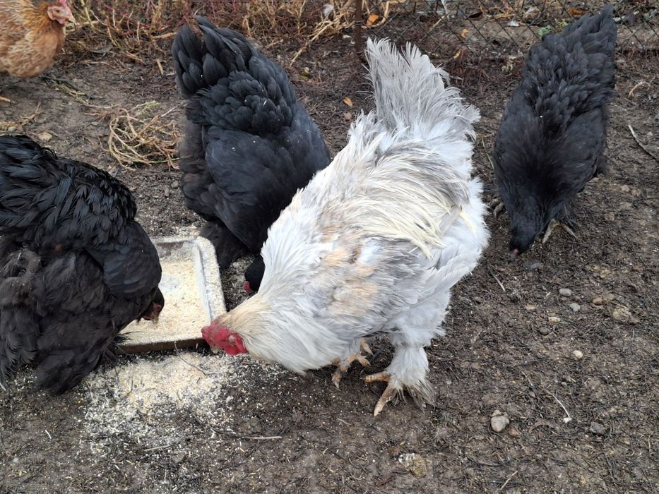 Vind gaini și cocoși brahma