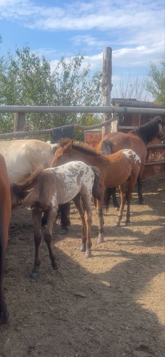 Шұбар еркек жабағылар сатылады