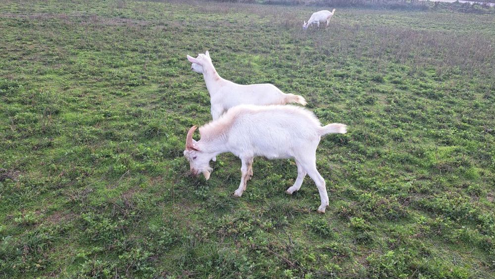 Мъжки ярета за разплод