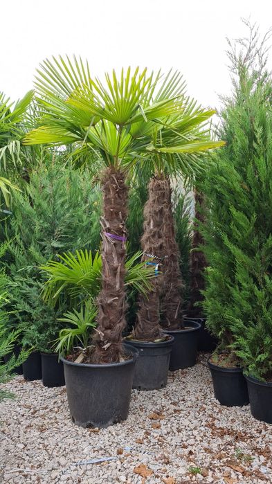 Palmier trachicarpus Fortunei