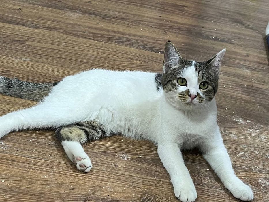 Отдаются в добрые руки мальчик и девочка