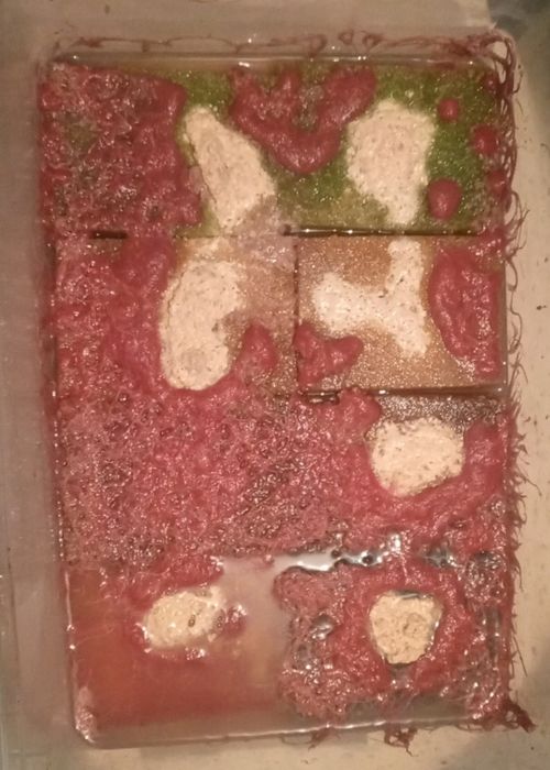Продам аулофорус и Изю