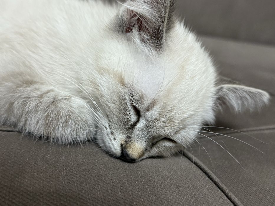 Сиамский котенок с домиком,лотком и посудой