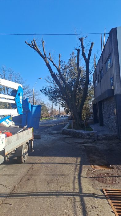 Tăiere/Fasonare/Doborâre Arbori Foarte Periculoși.
