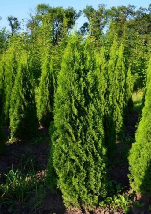 Prunus Laurocerasus calitate extra, Tuia columnaris, mesteacăn, plante