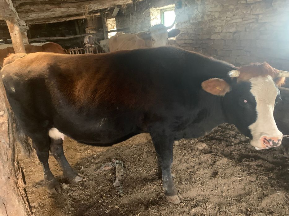 Vaci gestante de vânzare