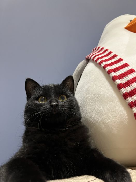 Ищем любящий дом котятам