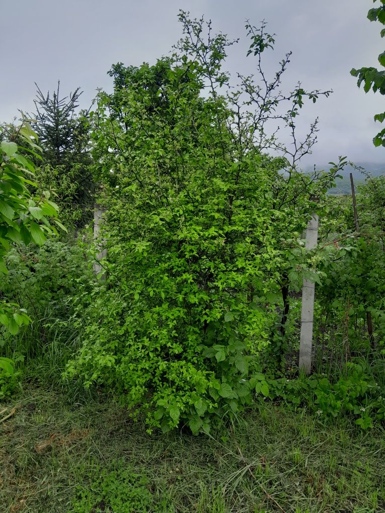 Lamai de grădină (Poncirius trifoliata)