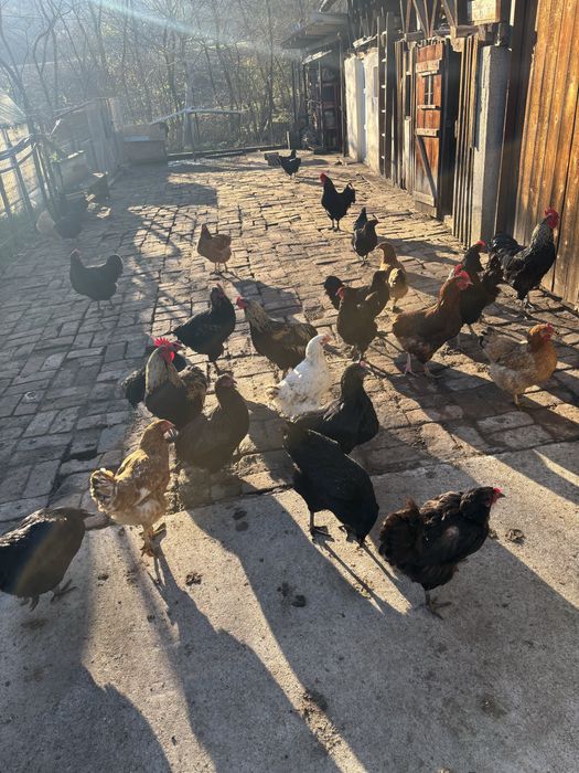 Gaini puici si cocos austrolop