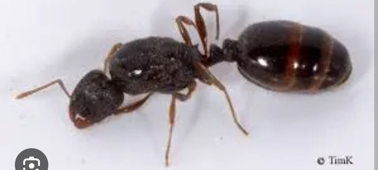 Tetramorium caespitum
