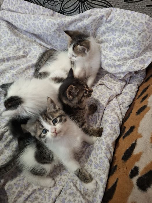 Отдам котят в добрые руки