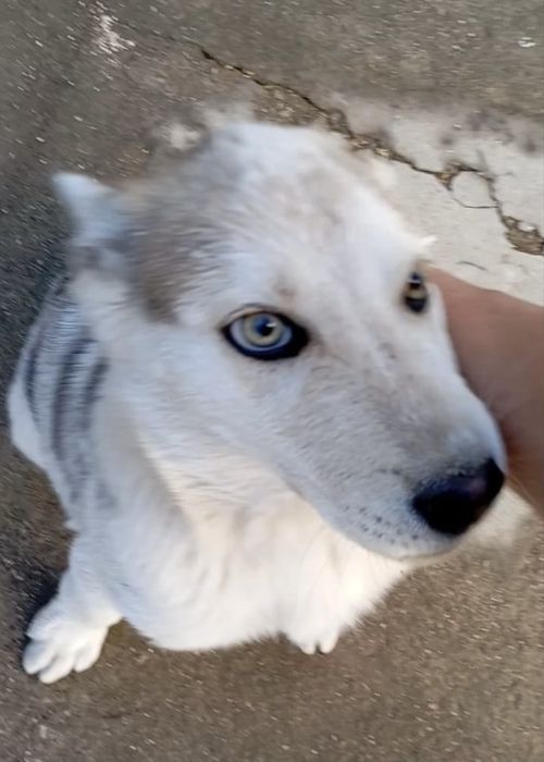 Щенок в хорошие руки