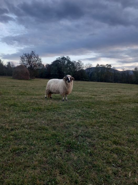 Vând 15 oi și un berbec