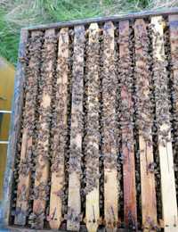 Vând 40-50  de familii de albine