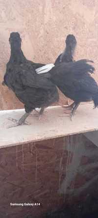 Pui australorp la.1 luna jumate