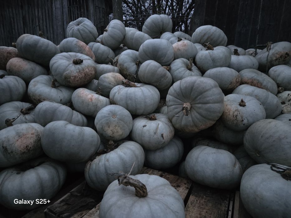 Vând dovleac pentru copt