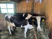Vacă Holstein cu vițel de 3 săptămâni