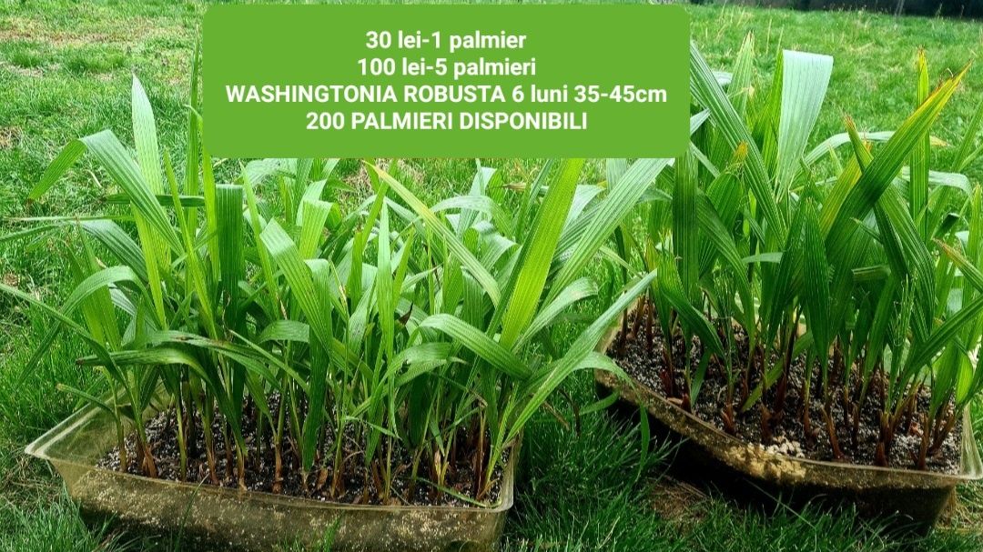 Pui de palmieri rezistenti iarna Washingtonia Robusta Trachycarpus For