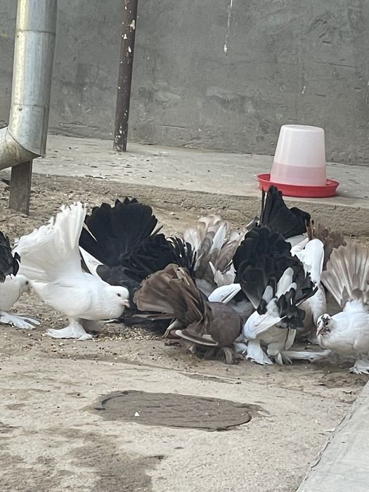 Dekarativniy kaputarlar sotiladi. Pavilin paypoli