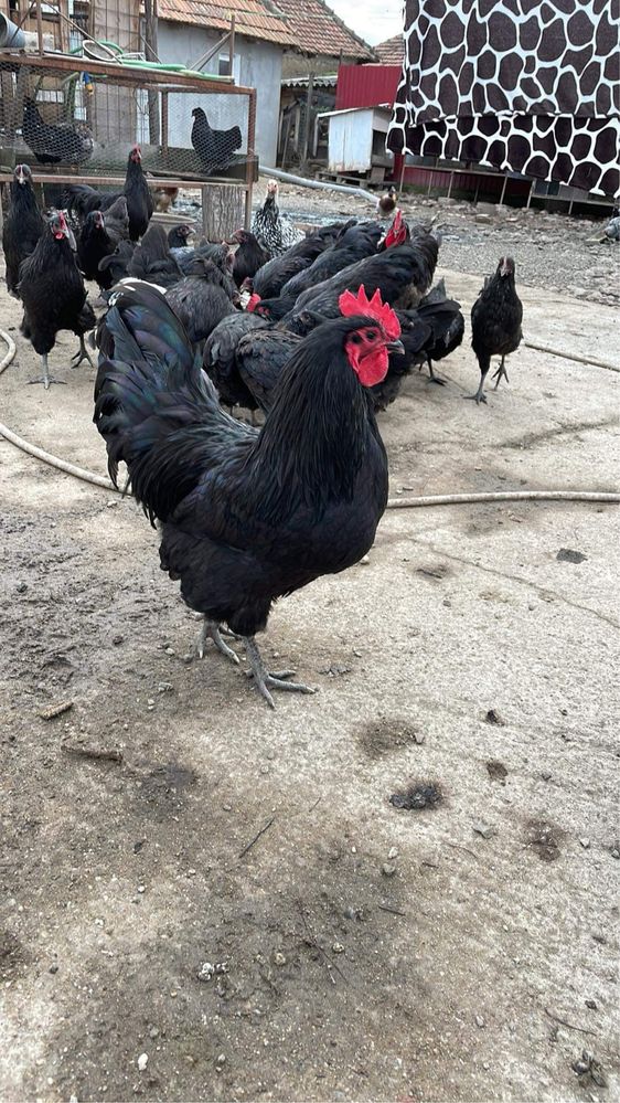 Ouă   Australorp