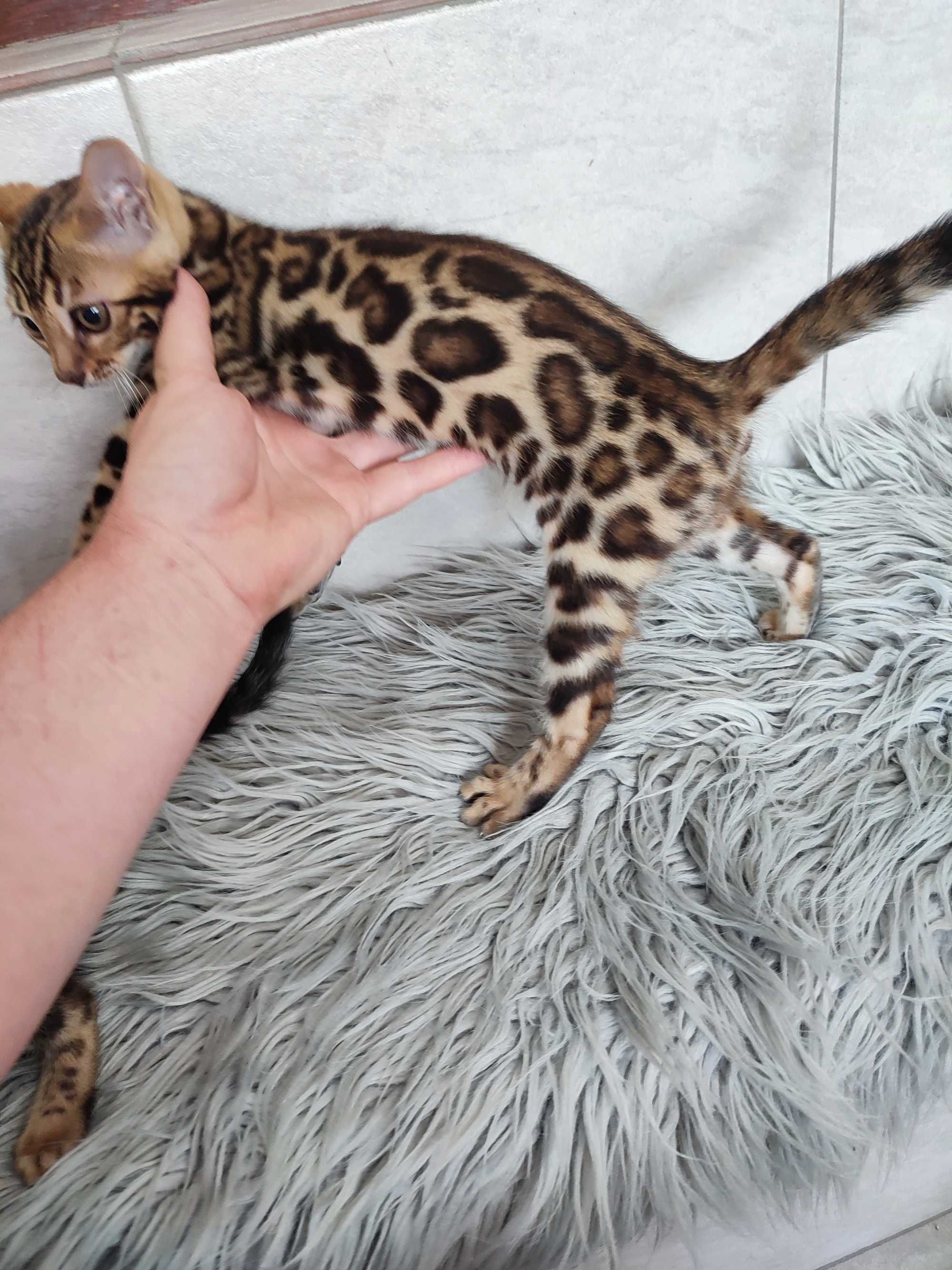 Pisicuta bengal cu pedigree