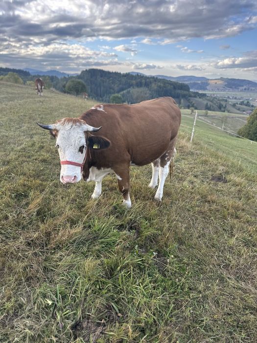 Vand vaca si juninca