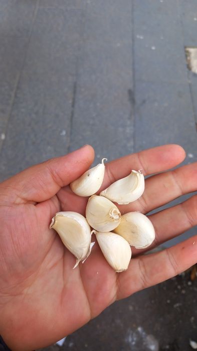 Usturoi de pus în pământ și consum