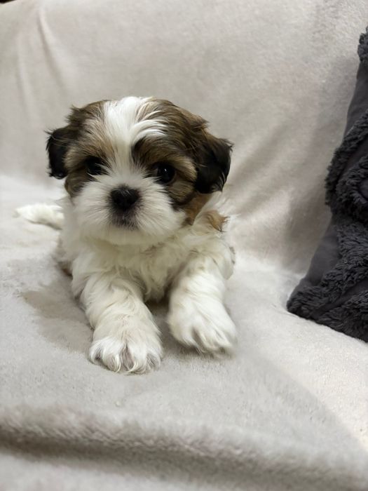 Shit tzu  bicolor 7 saptamani mini toy