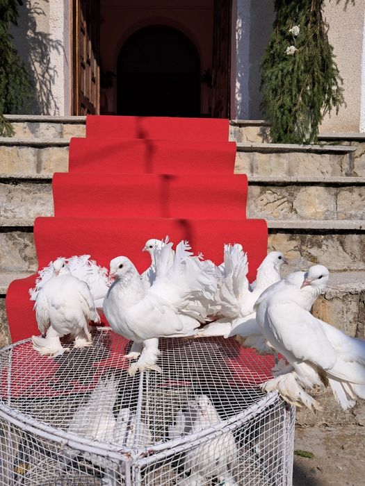 Închirieri porumbei la evenimente