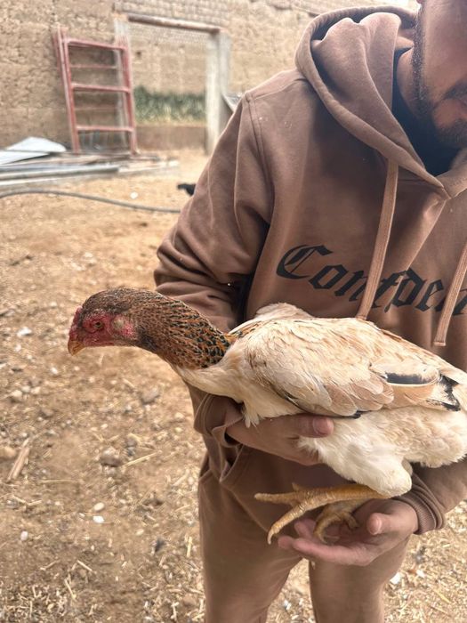 Куланги домашнее сотилади