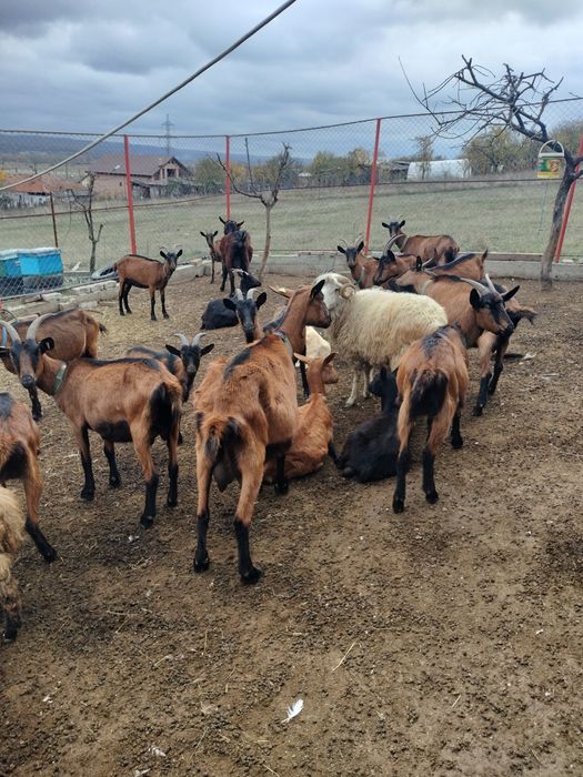 Capre alpine de vânzare