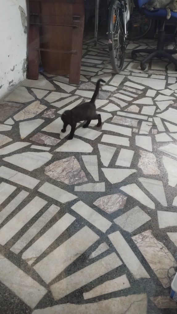 Подаряваме малки котки