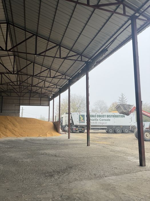 Vand porumb boabe, productie 2025!