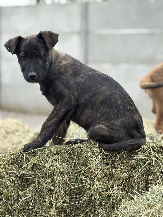 7 Catei si 3 pisici spre adoptie