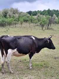 Vând vaca bălţata românească preț negociabil