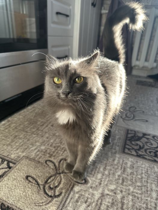 отдам кошку, кастри*ованная