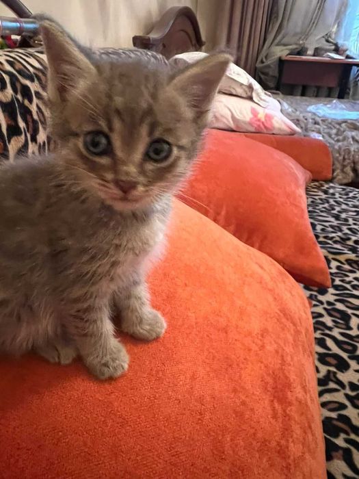 отдам котенка в хорошие руки