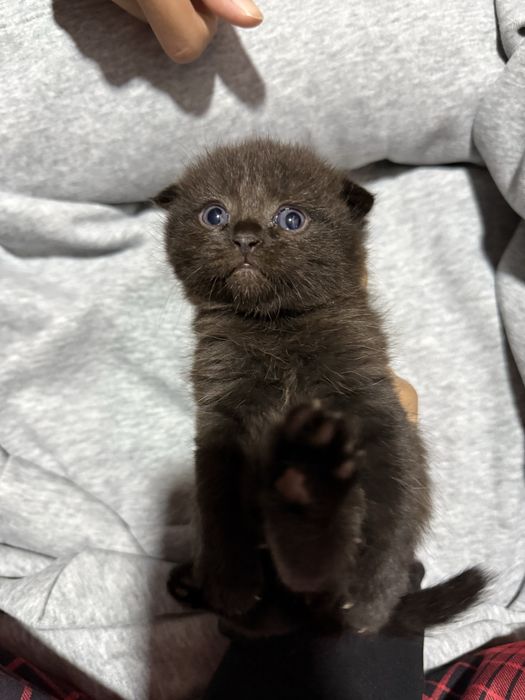 Scottish fold mushuk