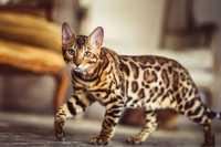 Ищу кота для вязки Бенгальской породы для кошечки бенгальской породы!