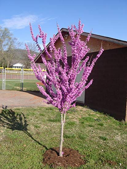 Arborele Iuda,Cercis canadensis