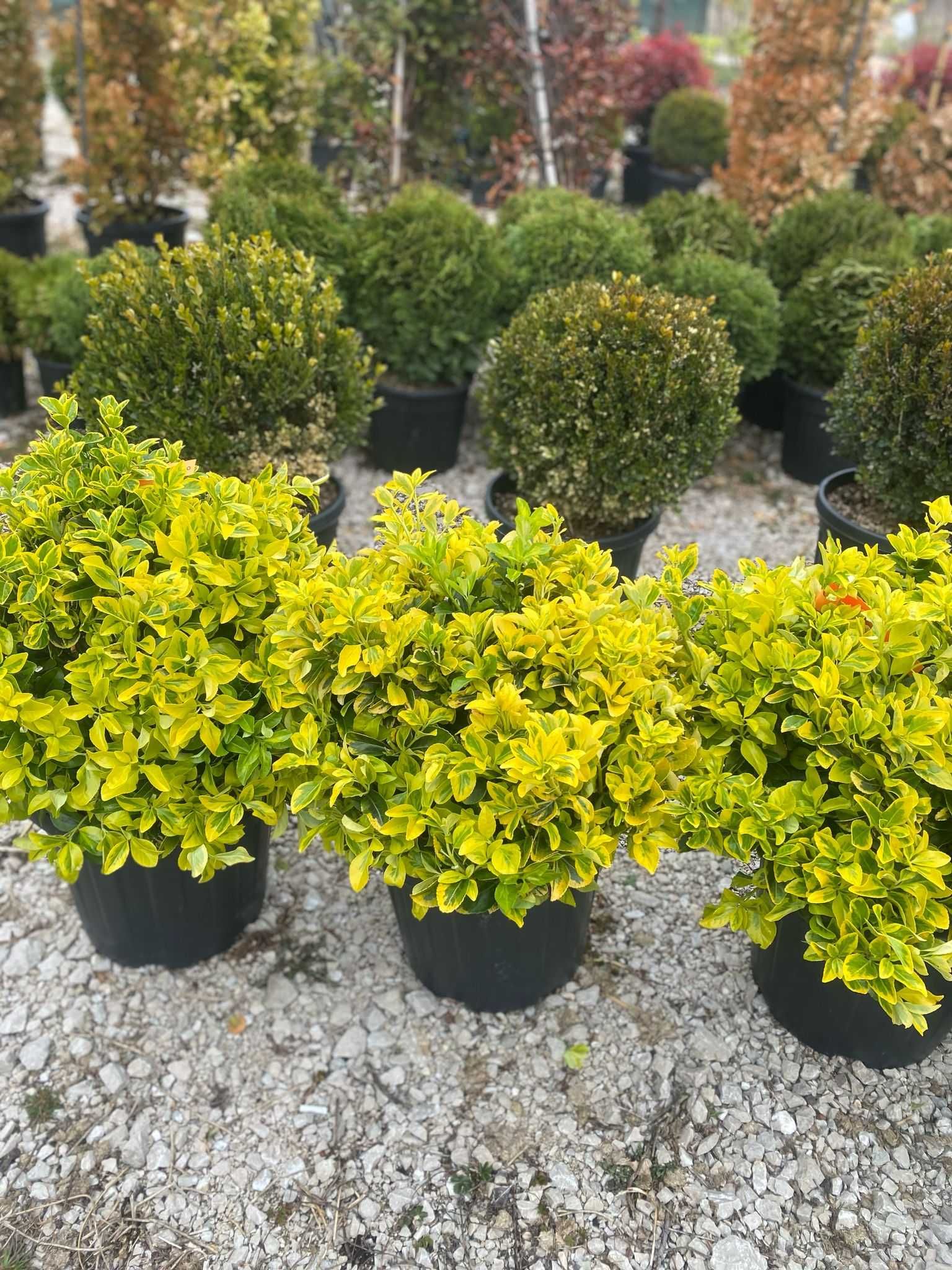 Plante Ornamentale – Alegerea Ideală pentru Spații Verzi

2