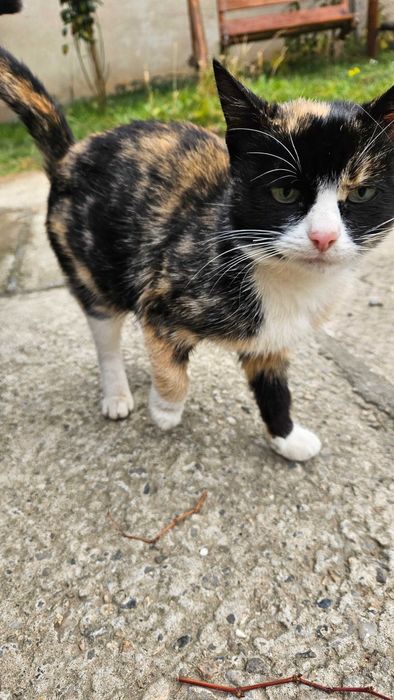 Urgent! Spre adopție pisica!