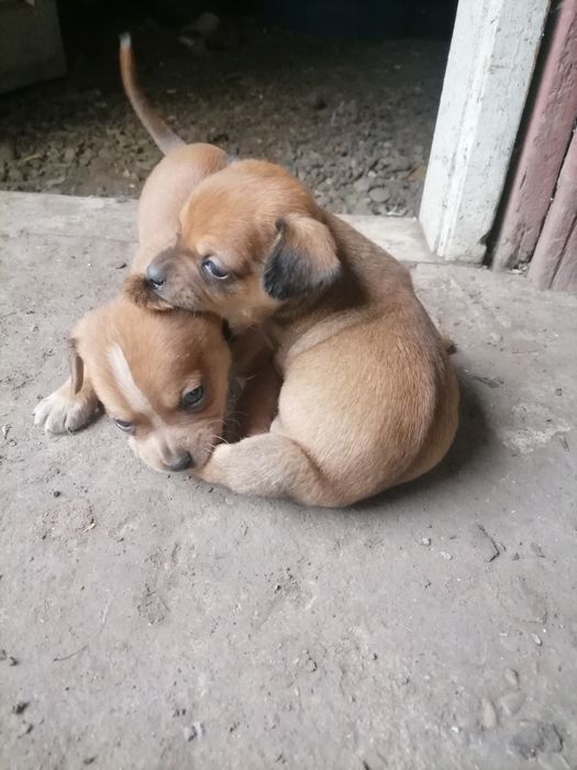 Donez câini pentru iubitorii de animale.