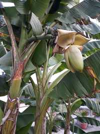 Бананова палма , Банан