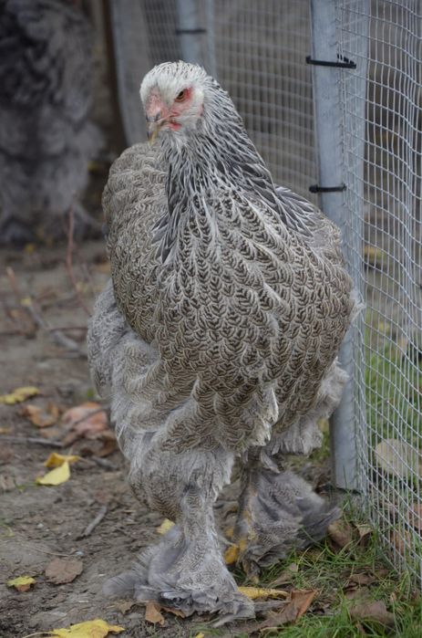 Doua gaini brahma silver orange bso
