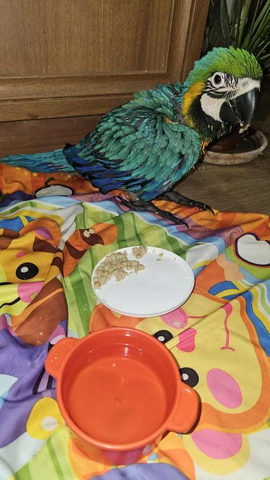 Синьо-жълта ара бебета