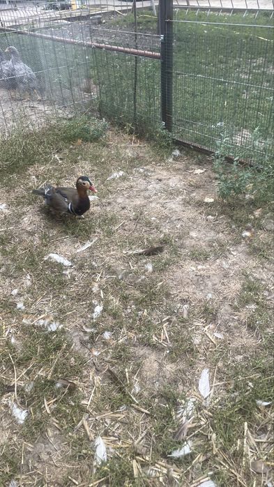 Ratoi mandarin de vanzare