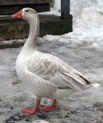 Гуси летунки продам